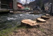 Resorno ministarstvo nije konsultovano u rušenju vrba na Plavoj vodi