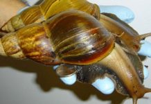 Najezda džinovskih puževa na Floridi