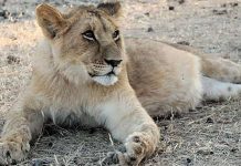 Uginula lavica iz Pionirske doline