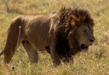 Znanstvenici otkrili lavove u zabačenom dijelu Etiopije