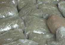 U Belgiji zaplijenjeno 7 tona marihuane u kontejneru s kokosom