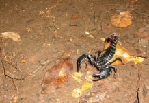 U hotelu u Njemačkoj policija uhvatila velikog škorpiona