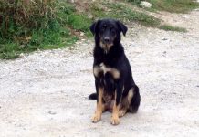 Sterilizacija pasa može ići u nedogled