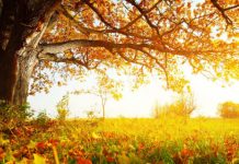 Na sjeveru BiH oblačno, u ostalim dijelovima zemlje sunce