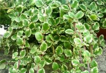 Tamjan spada u najljekovitije biljke svijeta