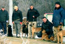 Psi ubučeni u BiH otkrivaju narkotike, mine i eksploziv širom svijeta