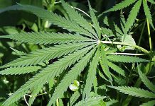 Marihuana sve češće u poštanskim pošiljkama