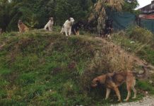 Nova žrtva pasa-lutalica 49-godišnja Sarajka