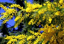 Festival mimoze ponovo u Trebinju