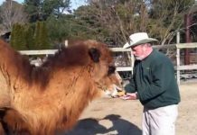 Uginula deva proročica Super Bowla