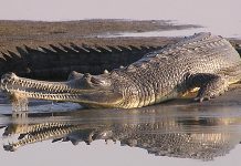 Krokodili mogu da se penju na drveće