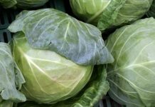 Kupus- namirnica koju ne smijemo zapostavljati