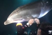 VIDEO: Povrijeđeni delfin bukvalno molio ronioca za pomoć
