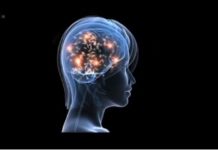 Da bi bolje razumjeli ljudski mozak, naučnici proučavaju mozak muhe