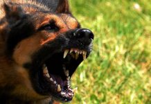 U Istočnoj Ilidži psi lutalice poklali 34 koze