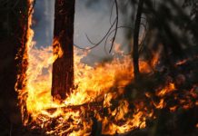 Veliki požar u nacionalnom parku u Holandiji