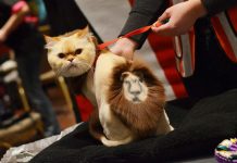 Kad njega kućnih ljubimaca preraste u umjetnost