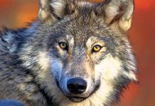 Dvogodišnju djevojčicu u Beogradskom zoološkom vrtu napao vuk