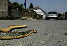 Bajić: U Odžaku imamo najezdu zmija, trebaju nam serumi pod hitno