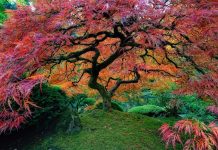 Prošetajte ispod najljepših stabala svijeta (FOTO)