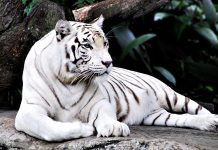 NEW DELHI: Tigar pojeo dječaka u zoološkom vrtu