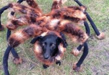 Šta biste učinili da vas ovako potjera “paukopas”? (VIDEO)