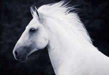 Vlasnik tajno snimao konja u štali, pogledajte video koji ga je kasnije ostavio bez riječi