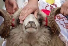 Važni propisi o kurbanu