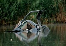 RUMUNIJA: Osmero poginulo prilikom pada helikoptera