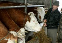 Mljekari u BiH traže od Vijeća ministara da se zaštiti domaća proizvodnja