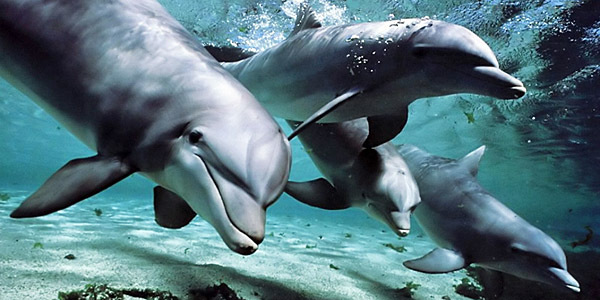 delfini