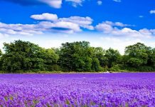 Miris lavande ima smirujući učinak na ljude