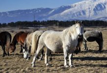 Livanjski “divlji” konji: Prirodni fenomen i atrakcija ineresantna cijeloj Evropi