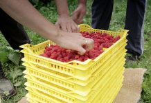 KAKANJ: Poljoprivrednici povećavaju proizvodnju malina, osiguran otkup