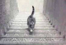 OTKRIJTE MISTERIJU: Da li maca ide uz ili niz stepenice?