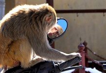 INDIJA: Majmuni jedu internet kablove i stvaraju probleme