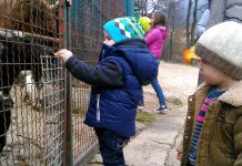 PIONIRSKA DOLINA: Mališani uživaju u lijepom vremenu i druženju sa životinjama