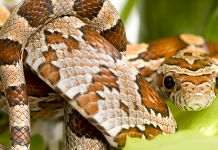 INDONEZIJA: Jela i pića od zmijskog mesa i krvi za ljepotu i zdravlje