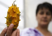 Najviše se uzgaja na Novom Zelandu i u Kaliforniji: Kiwano uspijeva i u sarajevskom Buljakovu