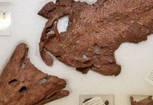 U muzeju u Kanadi izložen fosil ribe stare 375 miliona godina