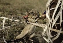 Najmanji demineri na svijetu u Kambodži