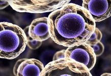 Genetski test u borbi protiv raka dojke i jajnika uskoro dostupan u BiH