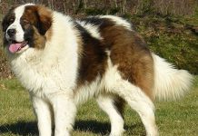 Priča o bosanskom psu tornjaku