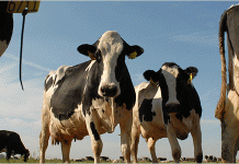 Makedonija zabranila uvoz i tranzit goveda iz BiH zbog virusa plavog jezika