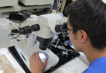 Naučnici tvrde da su pronašli novu vrstu hobotnice