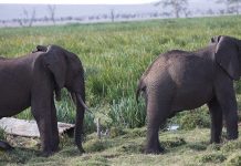U Indiji nazivanje supruga “debelim slonom” dovoljan razlog za razvod