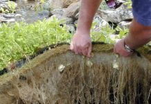 ZENICA: U koprivi u Tetovu nađene najveće količine olova