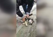 Trgovac u Turskoj umjetnim disanjem psu spasio život