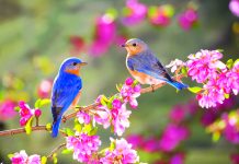 Proljeće je zvanično stiglo: Saznajte kakvo nas vrijeme očekuje