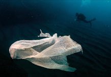 Filipini: U želucu uginulog kita pronađeno 40 kilograma plastičnih vrećica